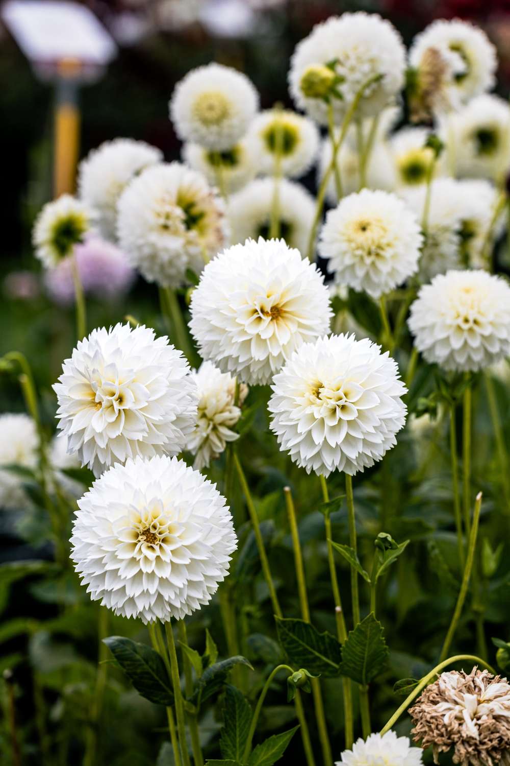Dahlia 'Myama Fubuki'